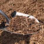 Mulch Is the Solution for Healthy Austin Trees