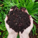 What Is The Benefit of Compost in Central Texas
